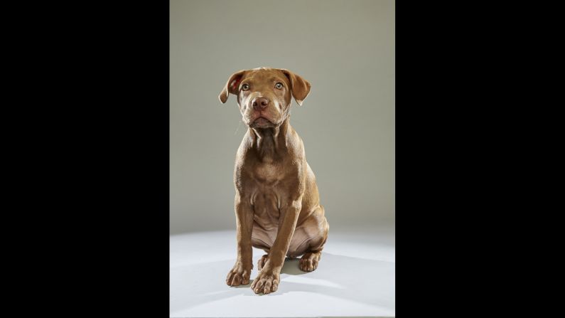 Pit bull Harper hails from the <a href="http://www.adoptwcac.org/" target="_blank" target="_blank">Williamson County Animal Center</a> in Tennessee. Puppy Bowl viewers at home have the option of creating a custom team for the Puppy Bowl Fantasy Game.