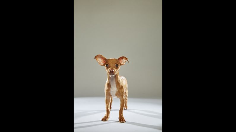 Small but mighty Magic is a Chihuahua from the <a href="http://www.nevadaspca.org/" target="_blank" target="_blank">Nevada SPCA</a>.