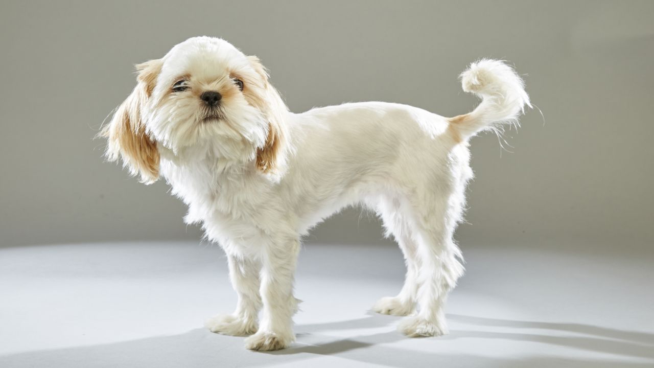 Shih Tzu Buttons hails from <a href="http://www.stellashope.org/" target="_blank" target="_blank">Stella's Hope</a> rescue in Orange County, California.