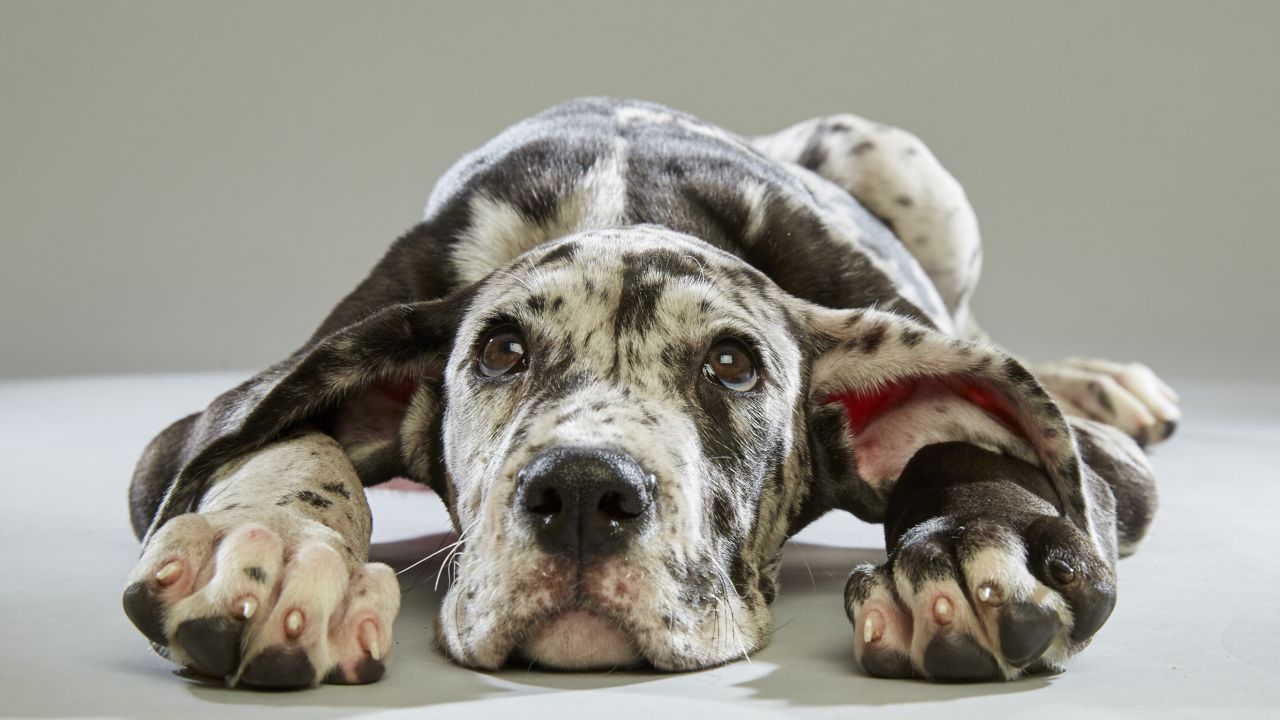 Great Dane Bijoux was recruited from <a href="http://www.floridalittledogrescue.com/" target="_blank" target="_blank">Florida Little Dog Rescue</a>.