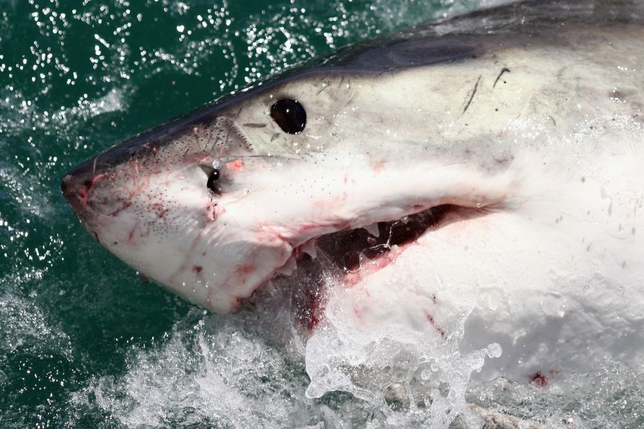 A Great White Shark. In December 2010, a series of shark attacks near the Red Sea resort of Sharm el-Sheikh, Egypt left a<a href="http://edition.cnn.com/2010/WORLD/meast/12/06/egypt.shark.attack/"> German woman dead and injured three snorkelers. </a>But an Egyptian official felt there were more to the attacks than met the eye. Mohamed Abdel Fadil Shousha, the regional governor, said it's not <a href="http://www.telegraph.co.uk/news/worldnews/africaandindianocean/egypt/8185915/Shark-sent-to-Egypt-by-Mossad.html" target="_blank" target="_blank">"out of the question"</a> that Israel could have planned the attacks to hit tourism in the country. <a href="http://www.bbc.co.uk/news/world-middle-east-11937285" target="_blank" target="_blank">Israel reportedly denied the claim. </a>