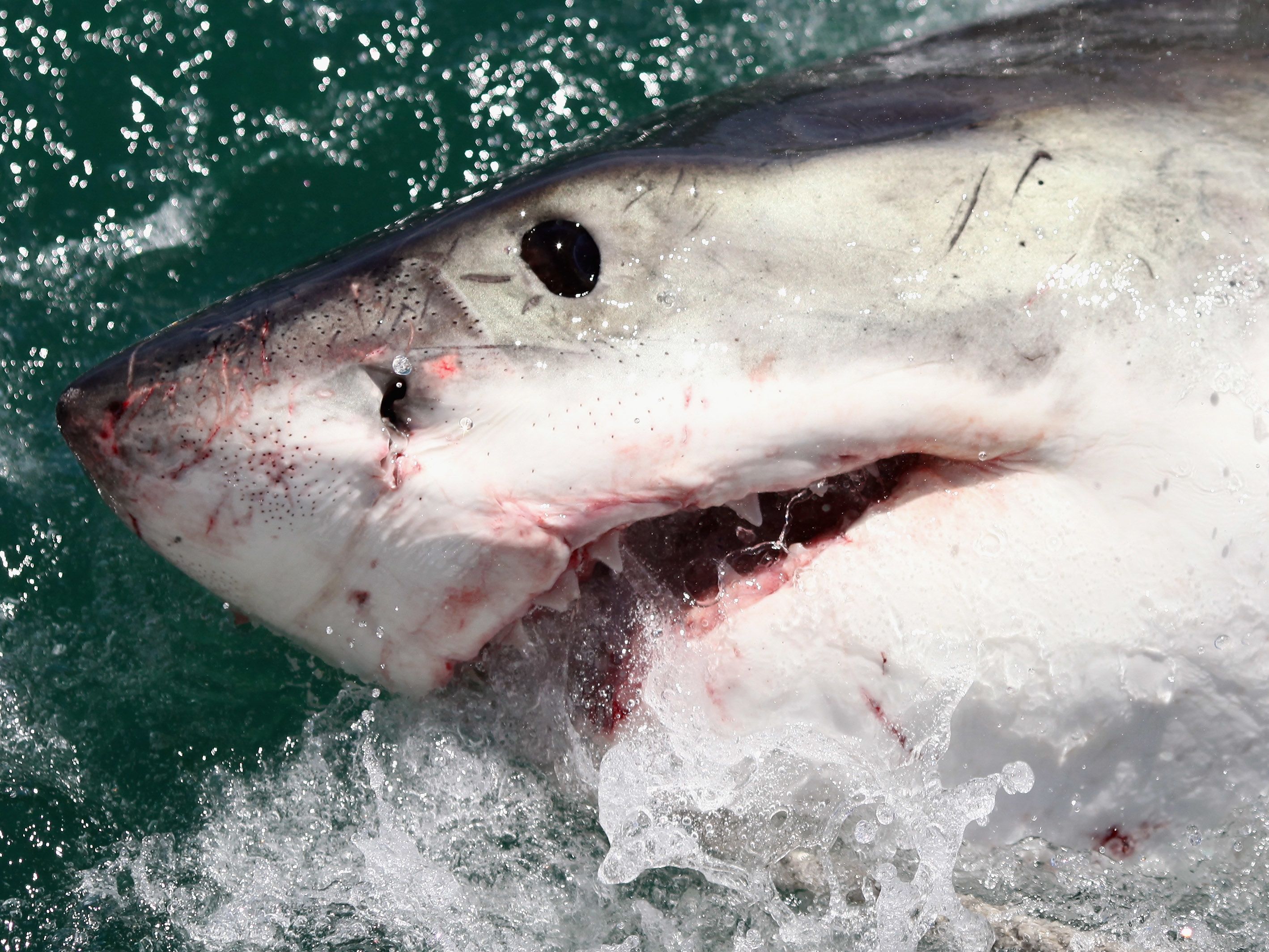 shark attack egypt - photo #25