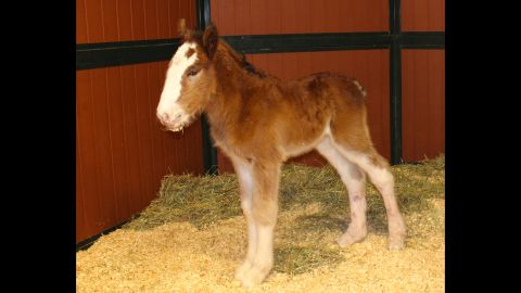 Mac will train to become a Budweiser Clydesdale in Boonville, Missouri.