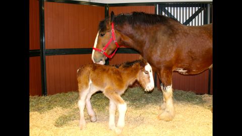 Meet the newest horse to join the Budweiser Clydesdale family. 