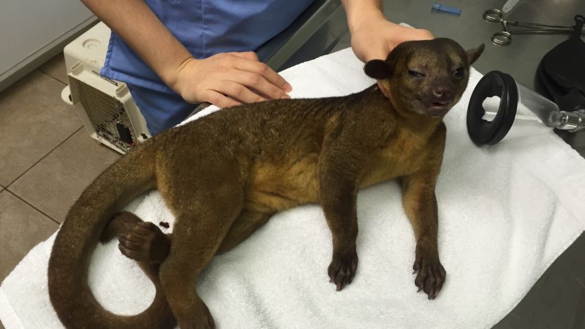 kinkajou found on woman