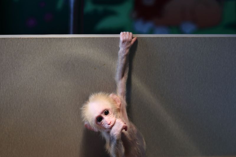 Chinese Scientists Create Monkeys With Autism Gene | CNN