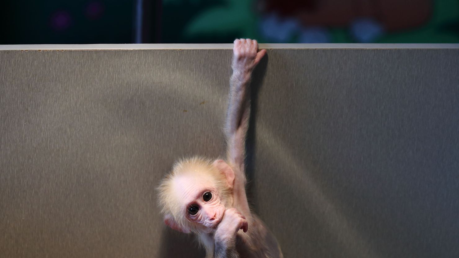 China Is Genetically Engineering Monkeys With Brain Disorders