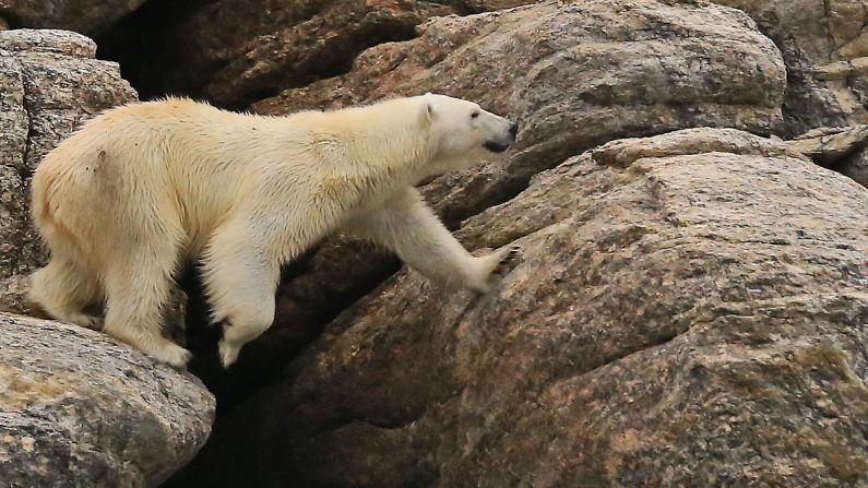 Polar bears are guided by their superior sense of smell which can detect prey more than a kilometer away. 