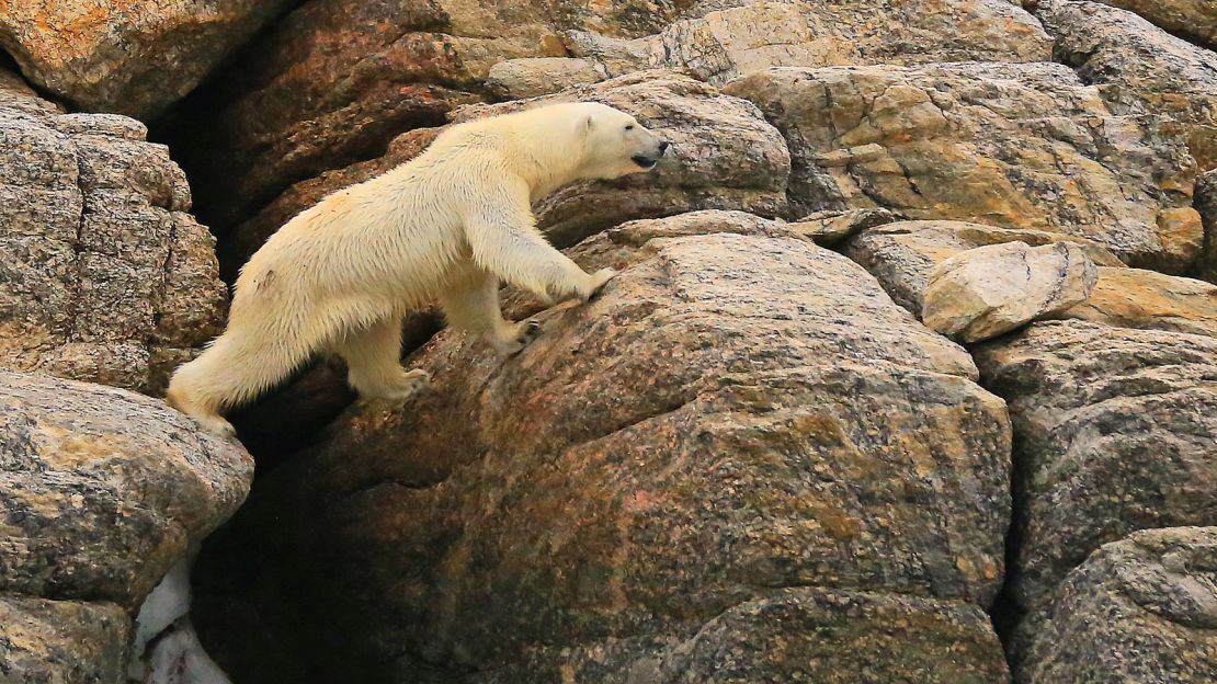 A decline in polar bear sizes has been linked to Arctic warming.