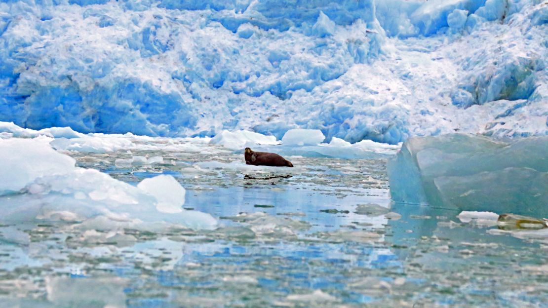 Experts say survival of marine life is entirely reliant on multi-year ice.