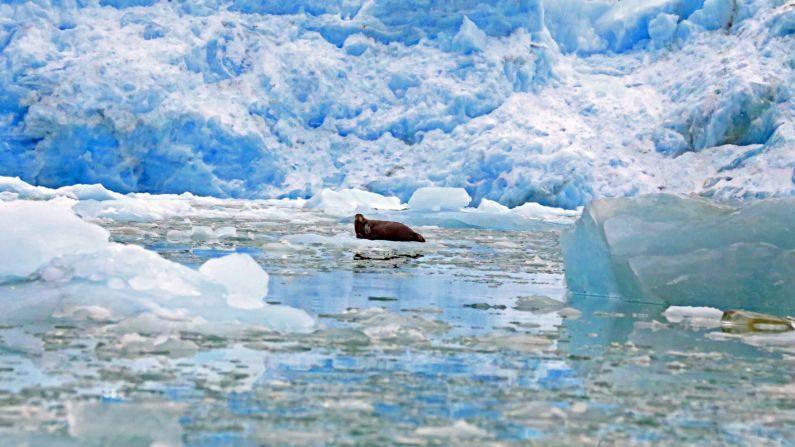 Harp seals can be found around Norway's northernmost islands. On the ice, they're hunted as food by polar bears, in the water they're prey for whales. They're also hunted commercially by Norway, Canada and Russia. 