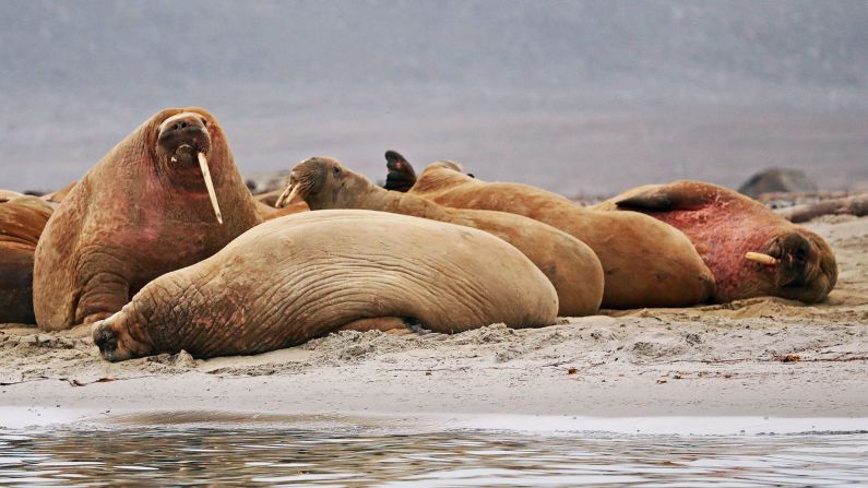 Pungent and blubbery, walruses live year-round in the waters off Norway's northernmost Arctic islands. Their tusks can grow up to a meter long.
