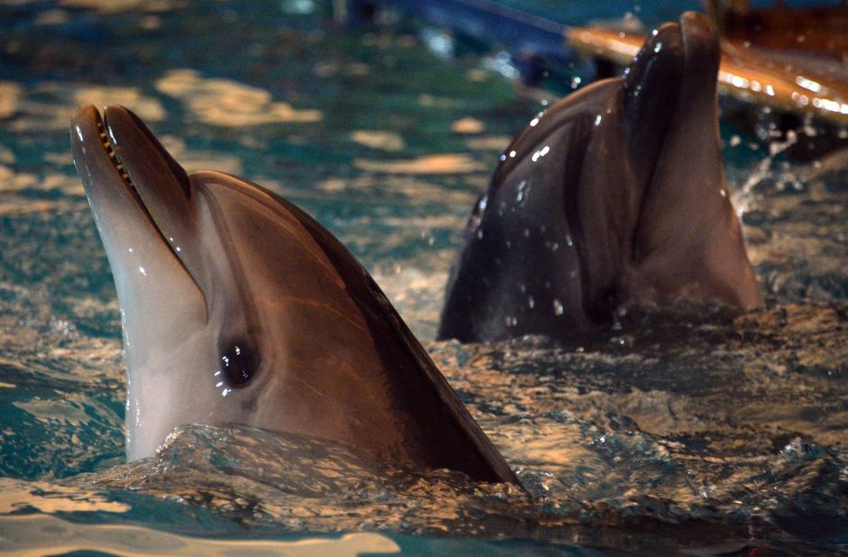 In 2015, Hamas believed it had captured Israel's most sophisticated new surveillance technology -- a dolphin spy. Operatives from Qassam Brigades -- Hamas' military wing -- confiscated spying devices mounted on the back of the animal, according to Palestinian daily al-Quds. This picture shows dolphins performing in Bishkek.