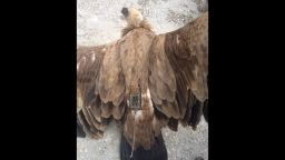 Pictures of the vulture show what appears to be a transmitter on its back. 
