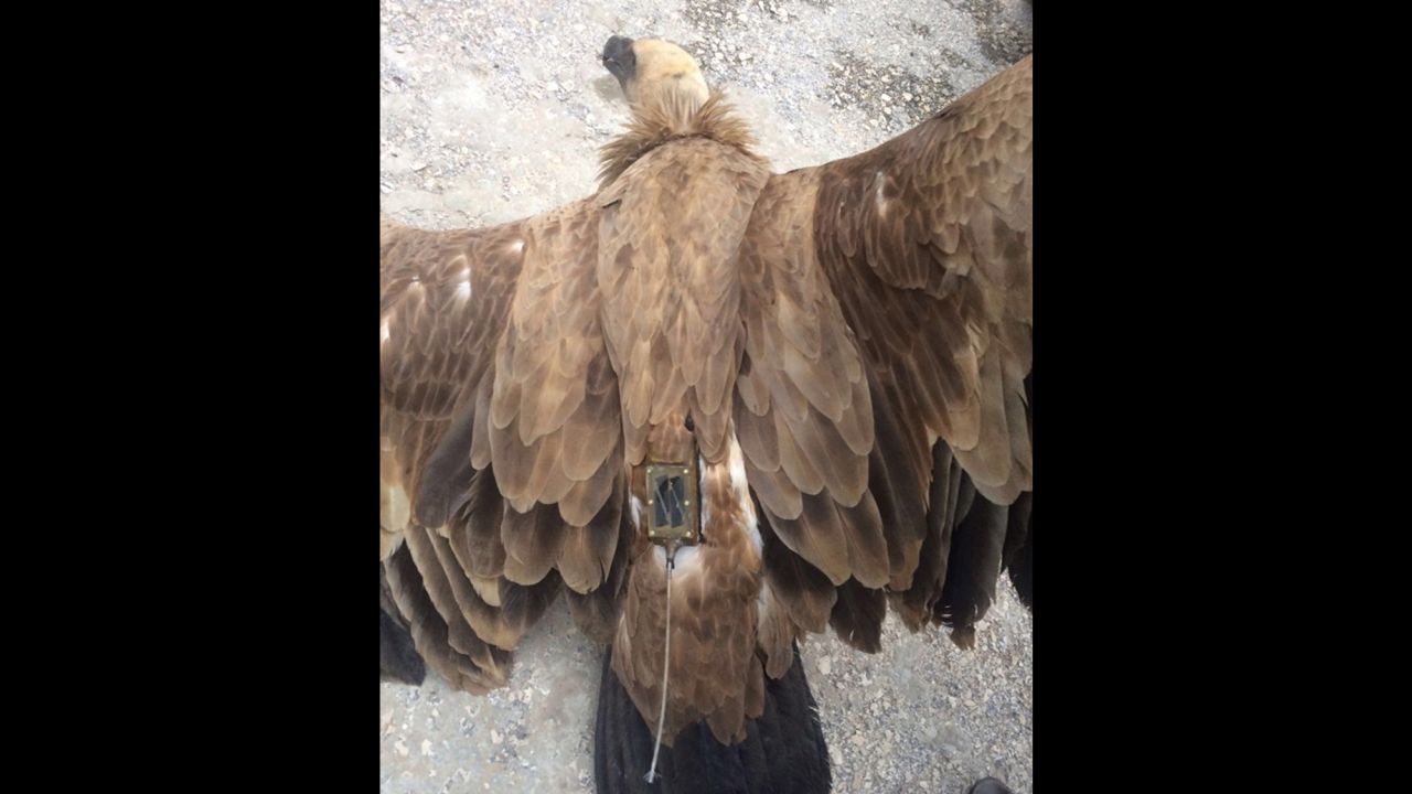 Pictures of the vulture show what appears to be a transmitter on its back.