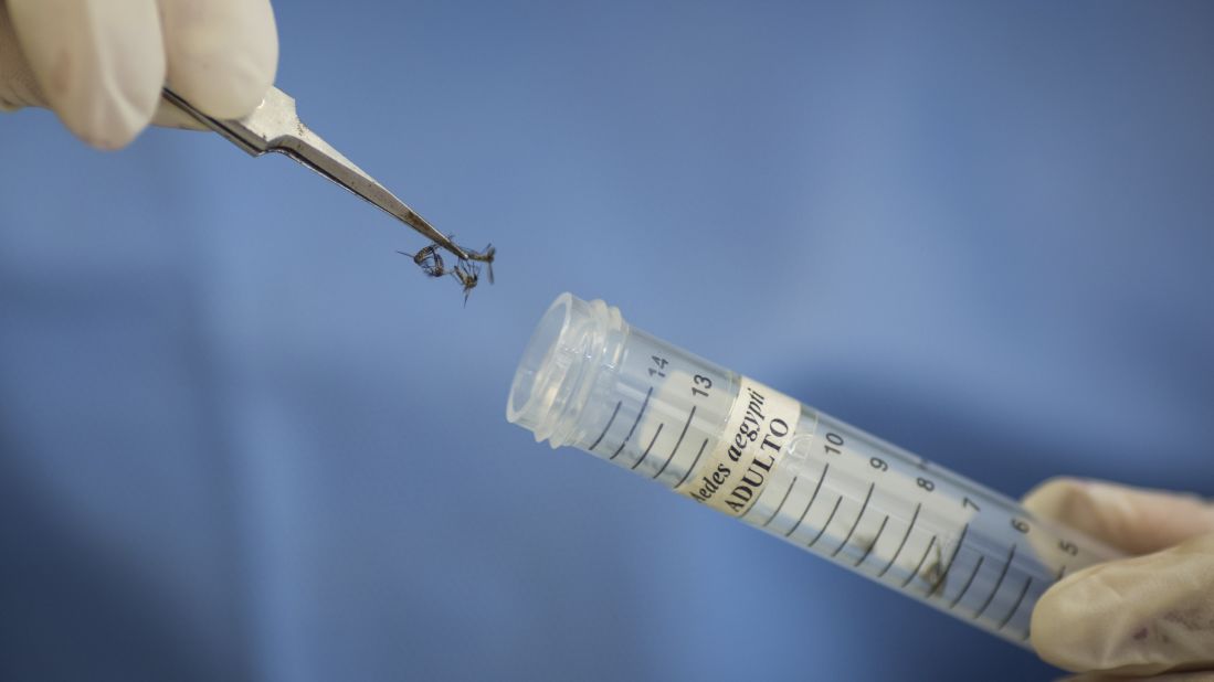 A lab technician at the Oswaldo Cruz Foundation Institute stores Aedes aegypti mosquitoes to be used in research in Recife on January 27.