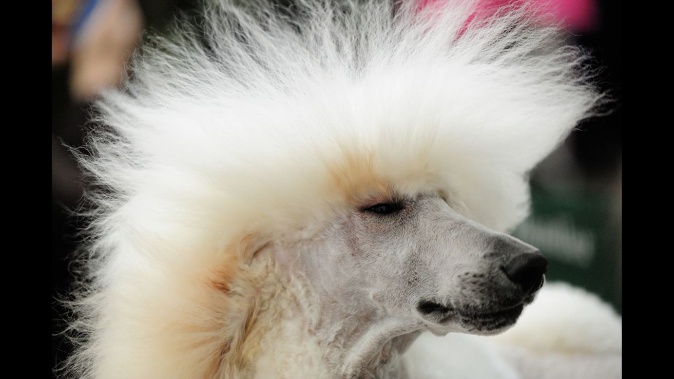 Maserati, a poodle from Utah, has his hair dried Sunday, January 24, at the Rose City Classic Dog Show in Portland, Oregon.
