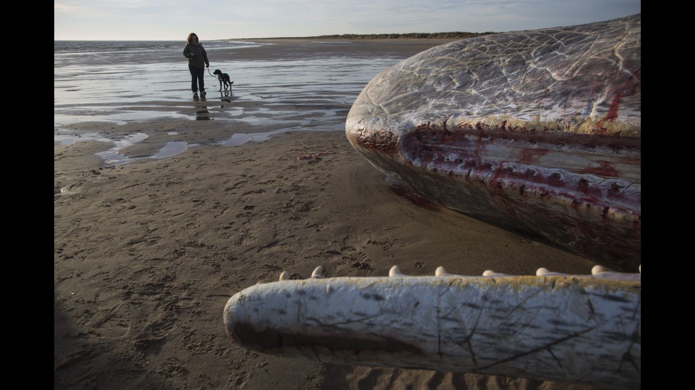 Someone in Skegness, England, walks their dog past a dead sperm whale on Monday, January 25. Three whales <a href="http://www.cnn.com/2016/01/25/europe/whales-beached-england/" target="_blank">washed up on the beach</a> over the weekend. Experts believe they may have washed ashore while hunting.