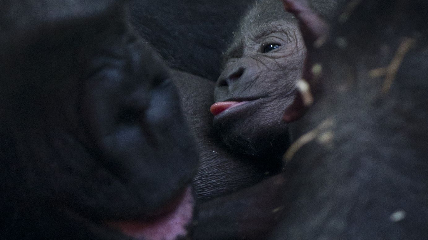 Sindy the gorilla feeds her newborn baby at the Artis Zoo in Amsterdam, Netherlands, on Friday, January 22.