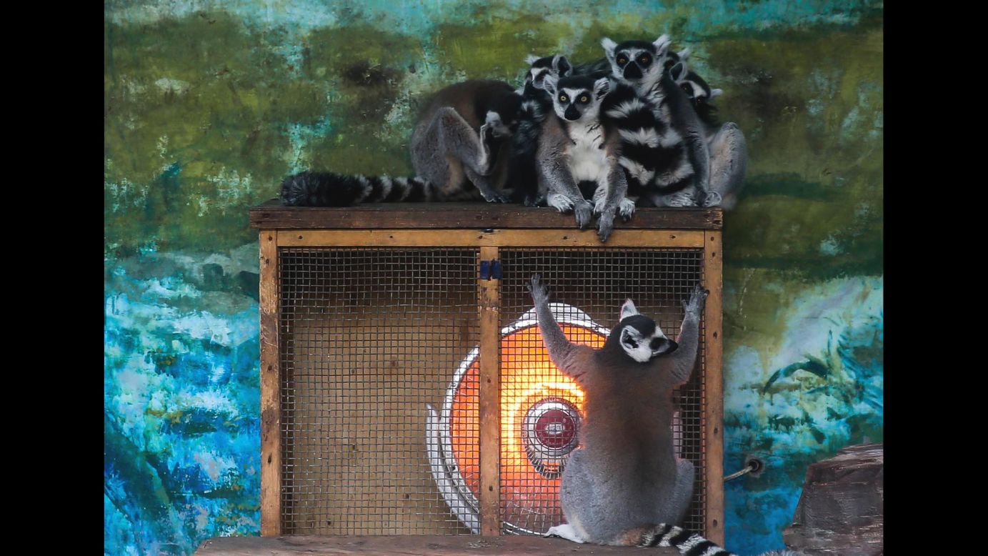 Lemurs warm themselves by an electric radiator at a zoo in Chengdu, China, on Friday, January 22.