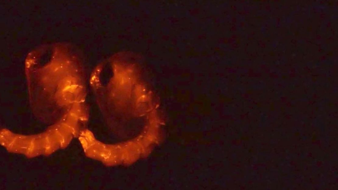 Larvae of OX513A grow in an antidote that keeps them alive.
