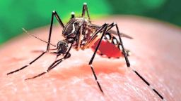 zika mutant male mosquitos mclaughlin pkg _00020830.jpg