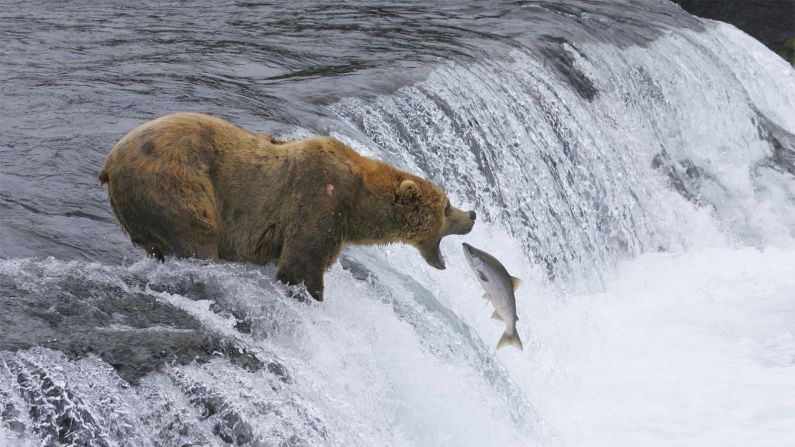 Katmai National Park and Preserve in Alaska is one of the nation's best places to see brown bears.