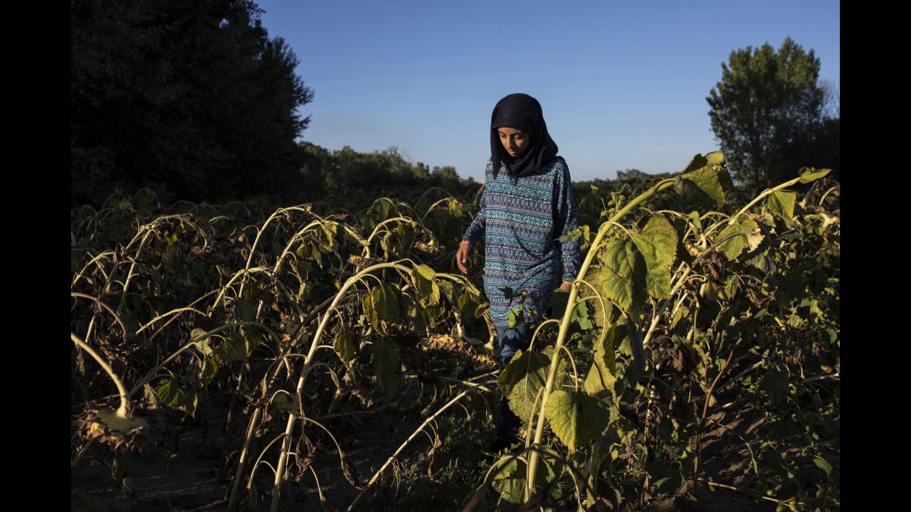 Lubna, Somar's 14-year-old sister, walks in a field of sunflowers in Edirne, Turkey.