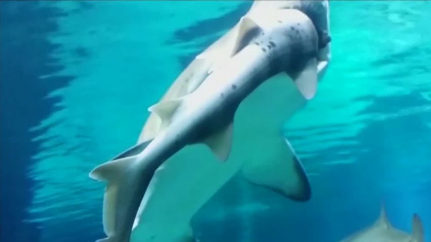 shark eats shark South Korea Coex Aquarium sot nr_00002020.jpg