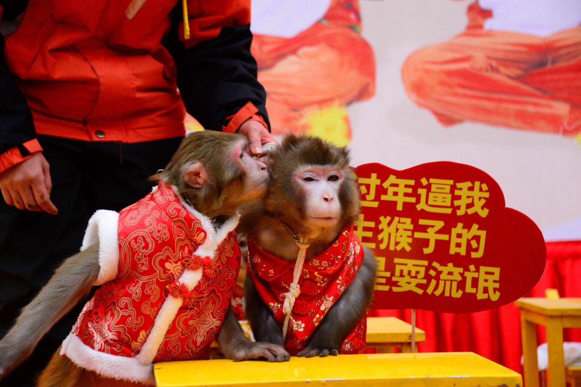 Monkeys share a smooch Thursday, January 28, at the Crazy Appleland Theme Park in Hangzhou, China.