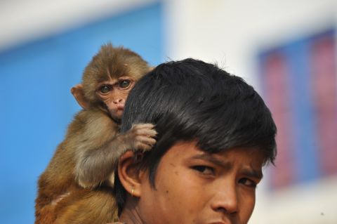 A young boy and his pet monkey in Nepal await the Year of the Monkey on Friday, January 15.