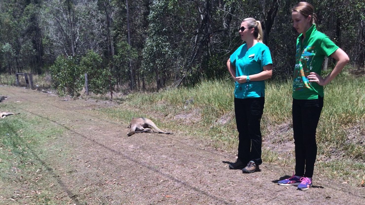 The RSPCA says the area's popular with kangaroos who feed on fresh grass near the side of the road.