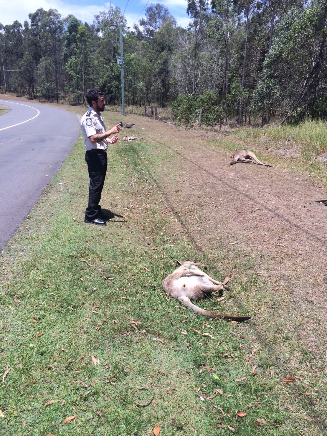 Tire marks show the driver swerved to hit kangaroos on both sides of the road.