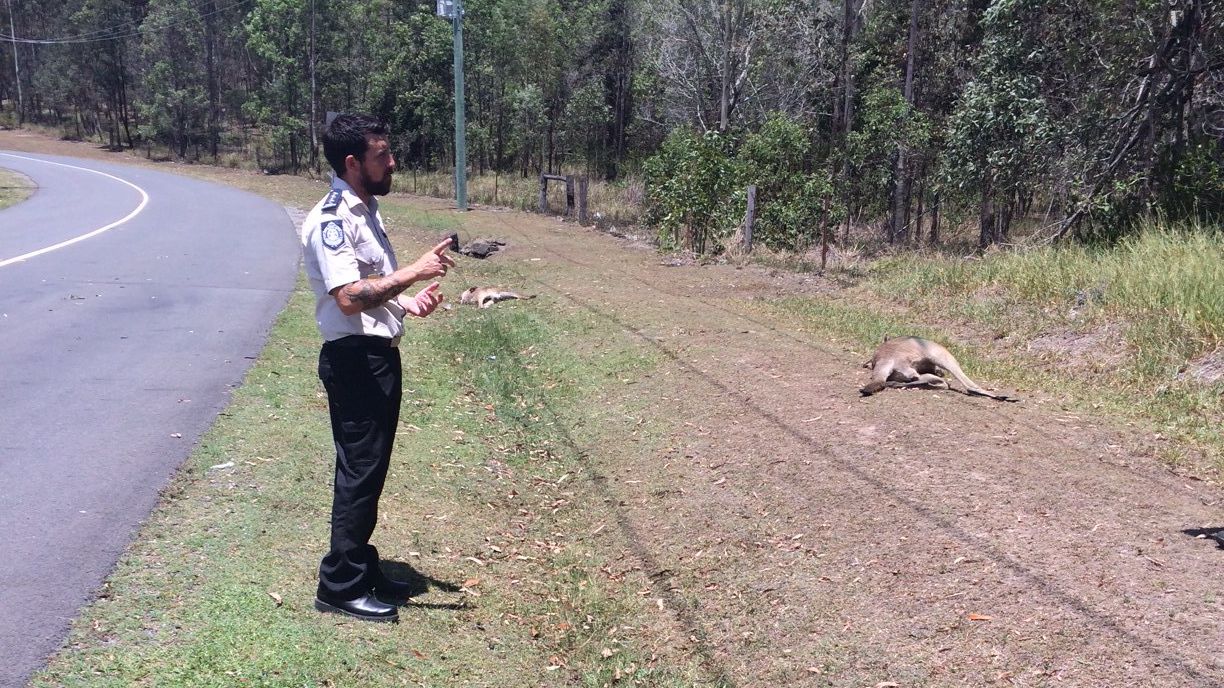 17 kangaroos killed in Australia hit and run CNN