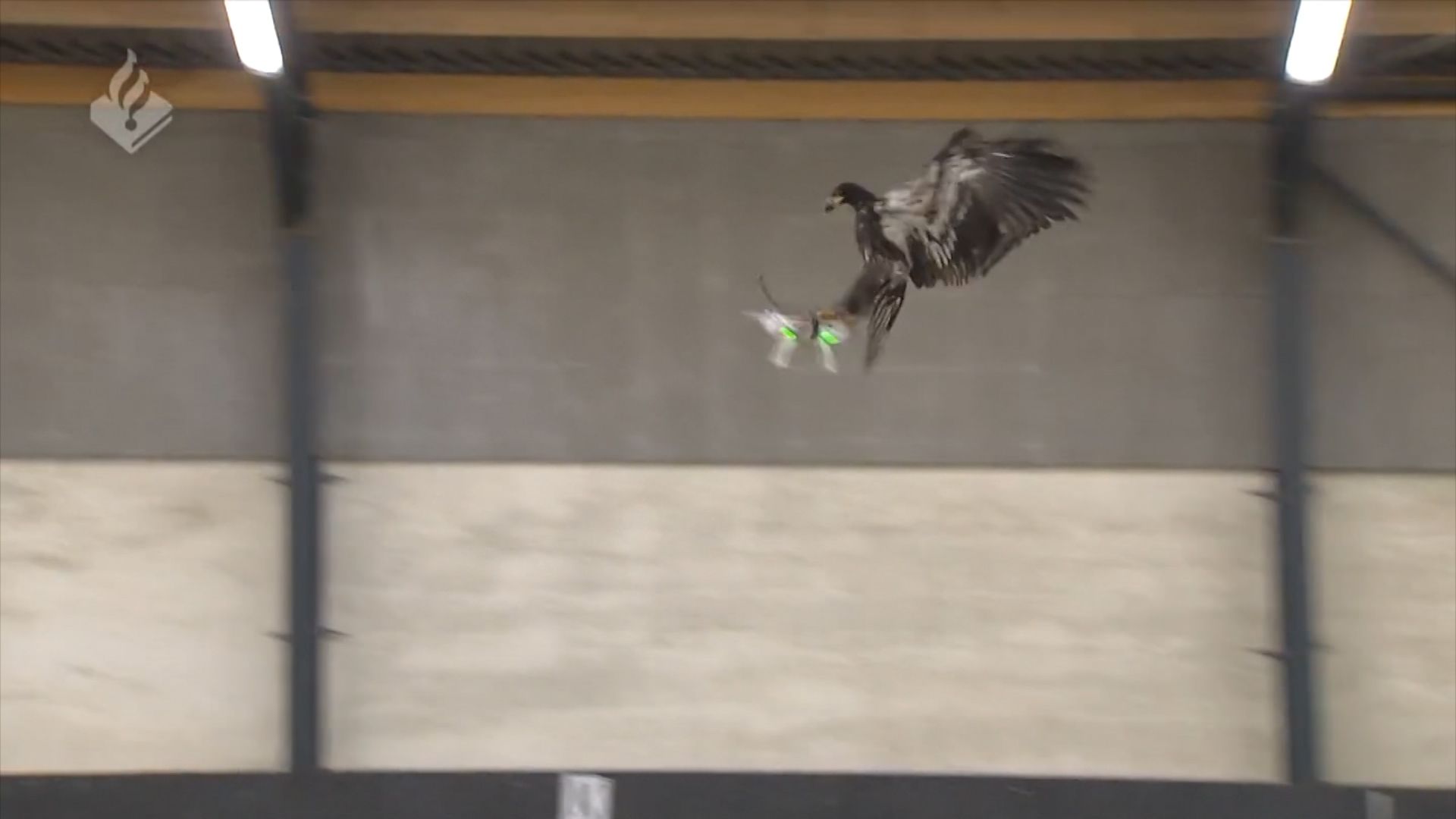 Dutch cops train eagles hunt | CNN