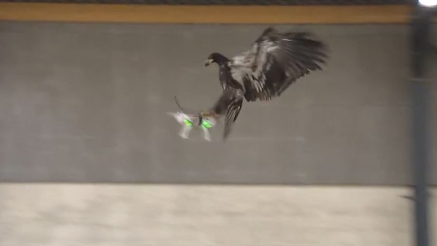 eagle vs drone dutch police 1