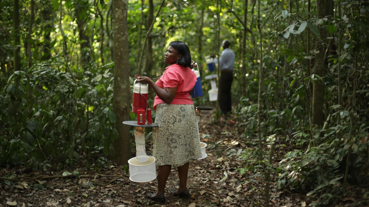 Researchers hang mosquito traps before sunset. Uganda sits in the middle of seven distinct bio-geographic zones, its biodiversity is credited for attracting the first scientists to Zika forest in the 1930s.