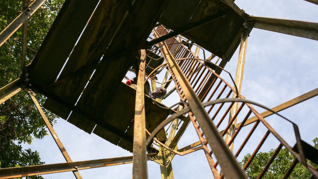A researcher takes a break on Zika forest's landmark tower, built by Alexander Haddow who first identified Zika virus in 1947