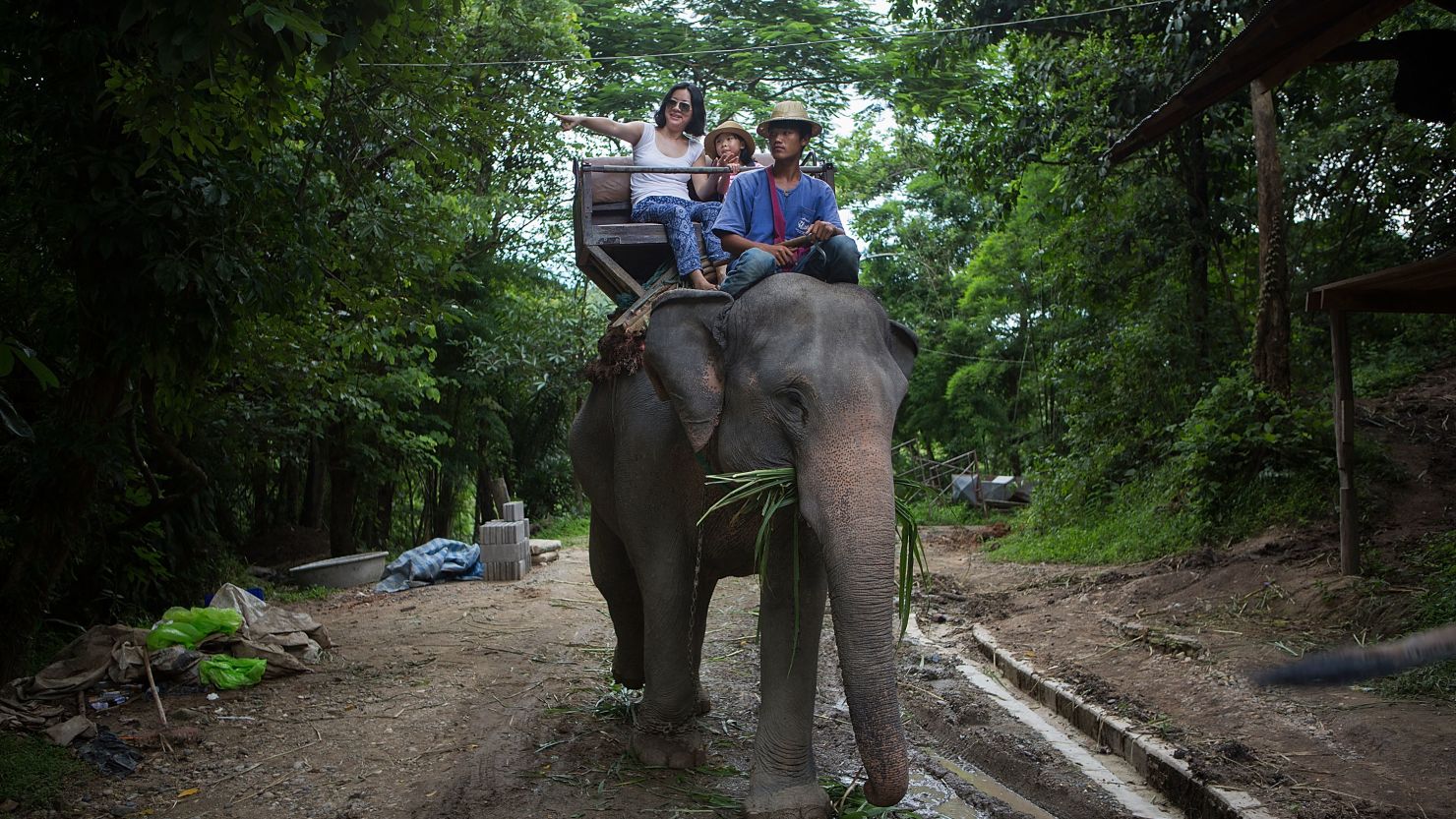 Despite being denounced by multiple animal welfare groups, elephant riding remains a popular activity for tourists visiting Thailand. (File photo)