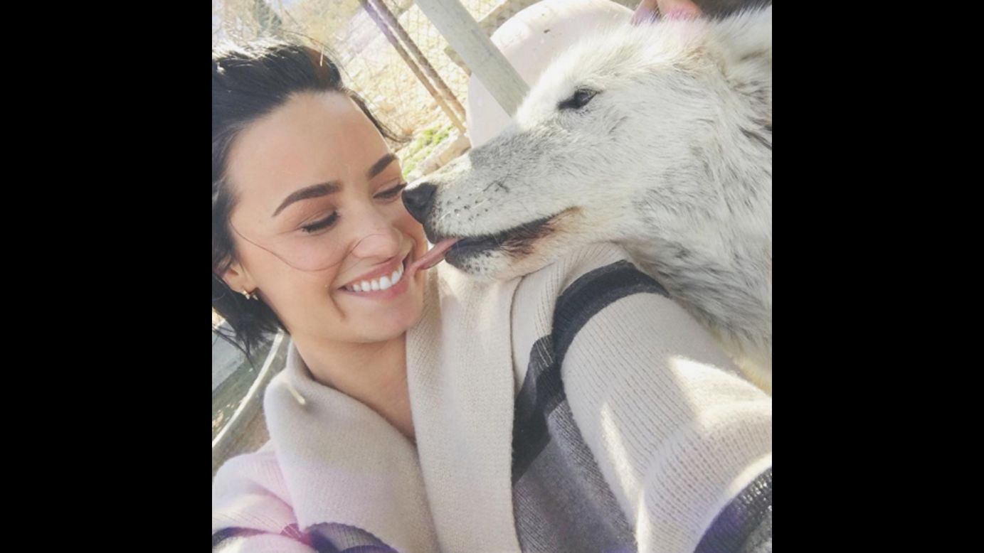 Singer Demi Lovato gets a kiss in <a href="https://www.instagram.com/p/BBMiC-IuKup/" target="_blank" target="_blank">this selfie she posted from a wolf sanctuary</a> on Sunday, January 31.