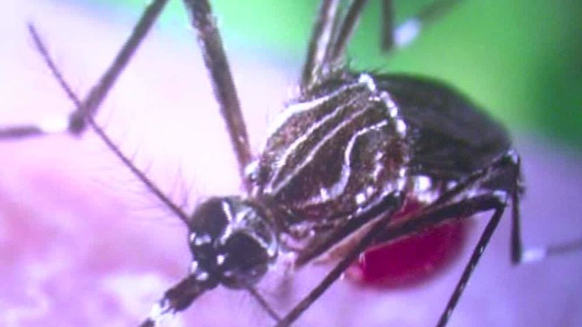 Zika virus sexually transmitted dnt gupta lead_00013808.jpg