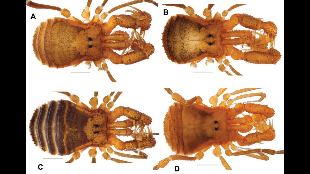 New 'monster' arachnid measures mere millimeters CNN(01)
