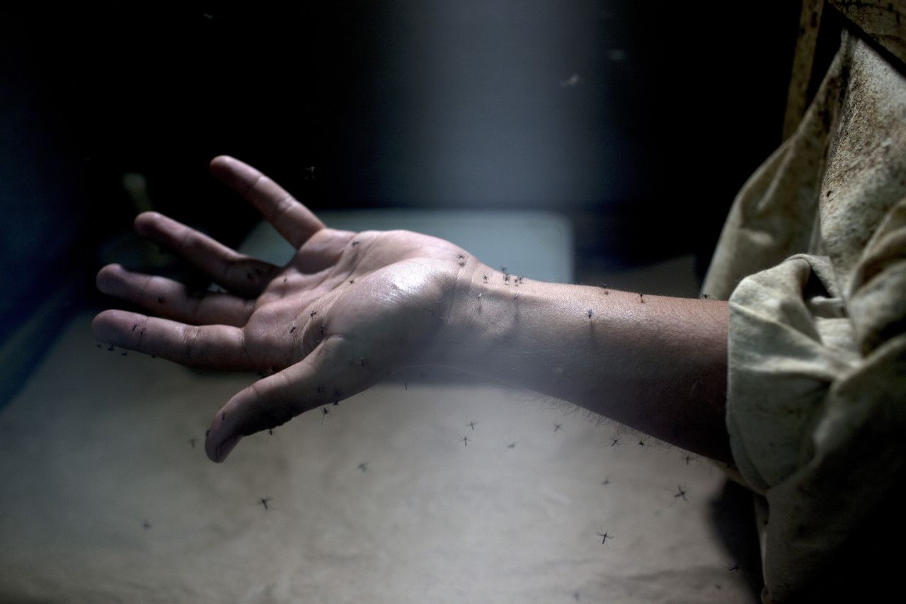 A lab worker exposes his arm to Aedes aegypti mosquitoes during testing at the Roosevelt Hospital in Guatemala City, Guatemala, on Monday, February 1.
