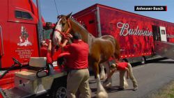 Budweiser Clydesdales training farm origncc_00003122.jpg