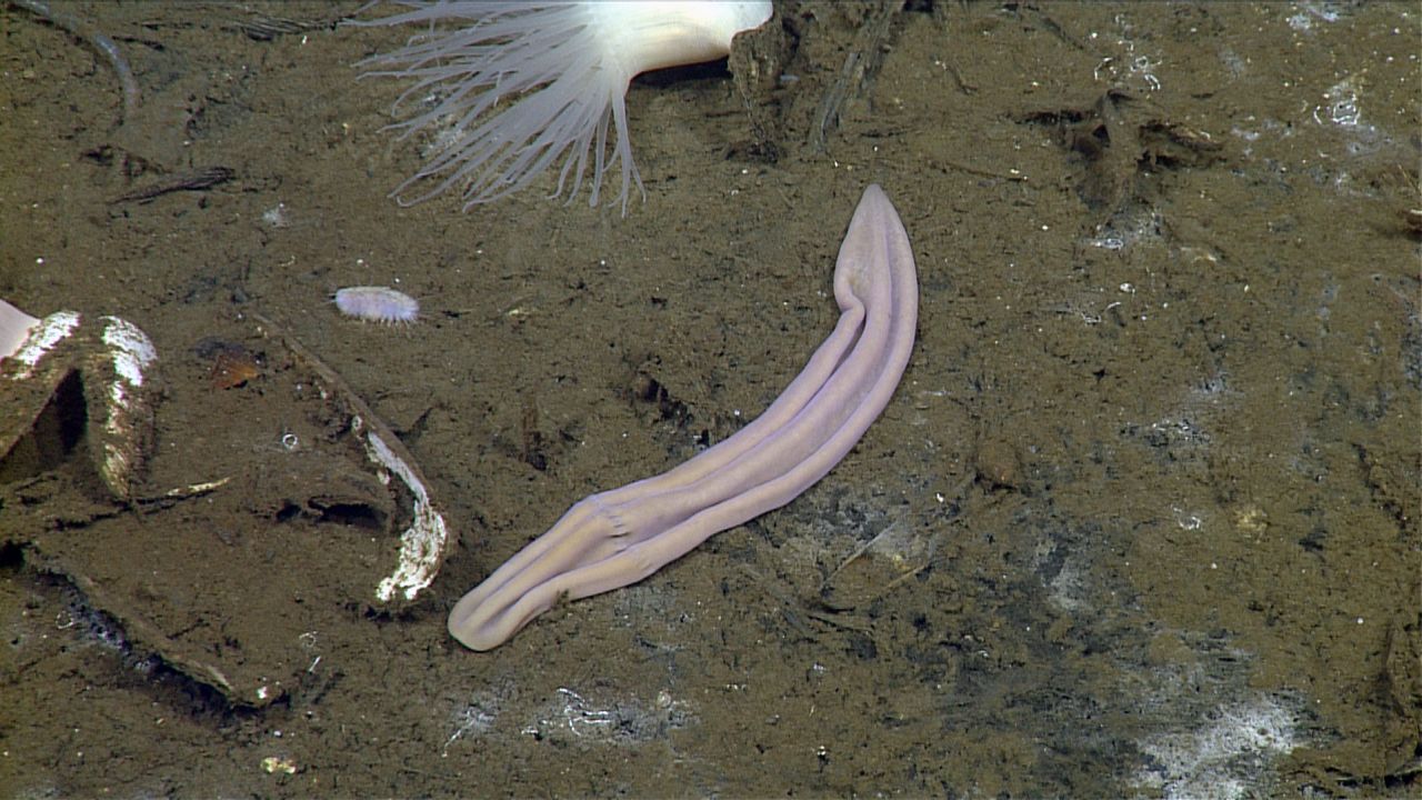 Xenoturbella profunda, one of four new species of deep-sea worm that have shed light on how animals evolve.