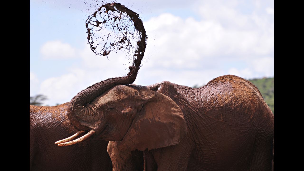 An African elephant throws mud onto himself at a research center near Rumuruti, Kenya, on Sunday, January 31.