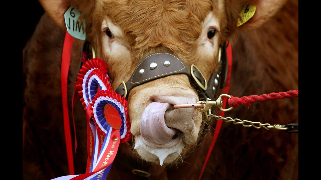 A champion Limousin bull is seen in its pen Tuesday, February 2, during the Stirling Bull Sale in Stirling, Scotland.