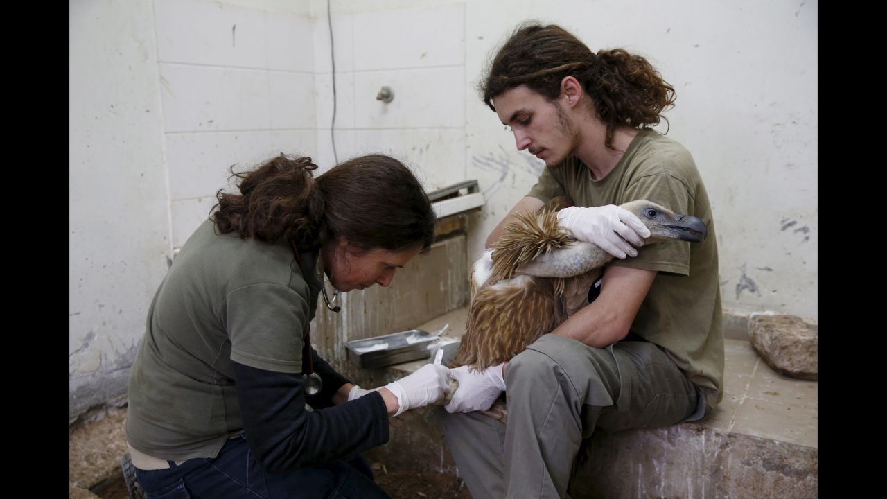 A griffon vulture is examined by staff members at the Ramat Gan Safari, a zoo near Tel Aviv, Israel, on Friday, January 29. The bird <a href="http://www.cnn.com/2016/01/27/middleeast/israel-vulture-lebanon-spy/" target="_blank">had been captured in Lebanon</a> on suspicion of spying.