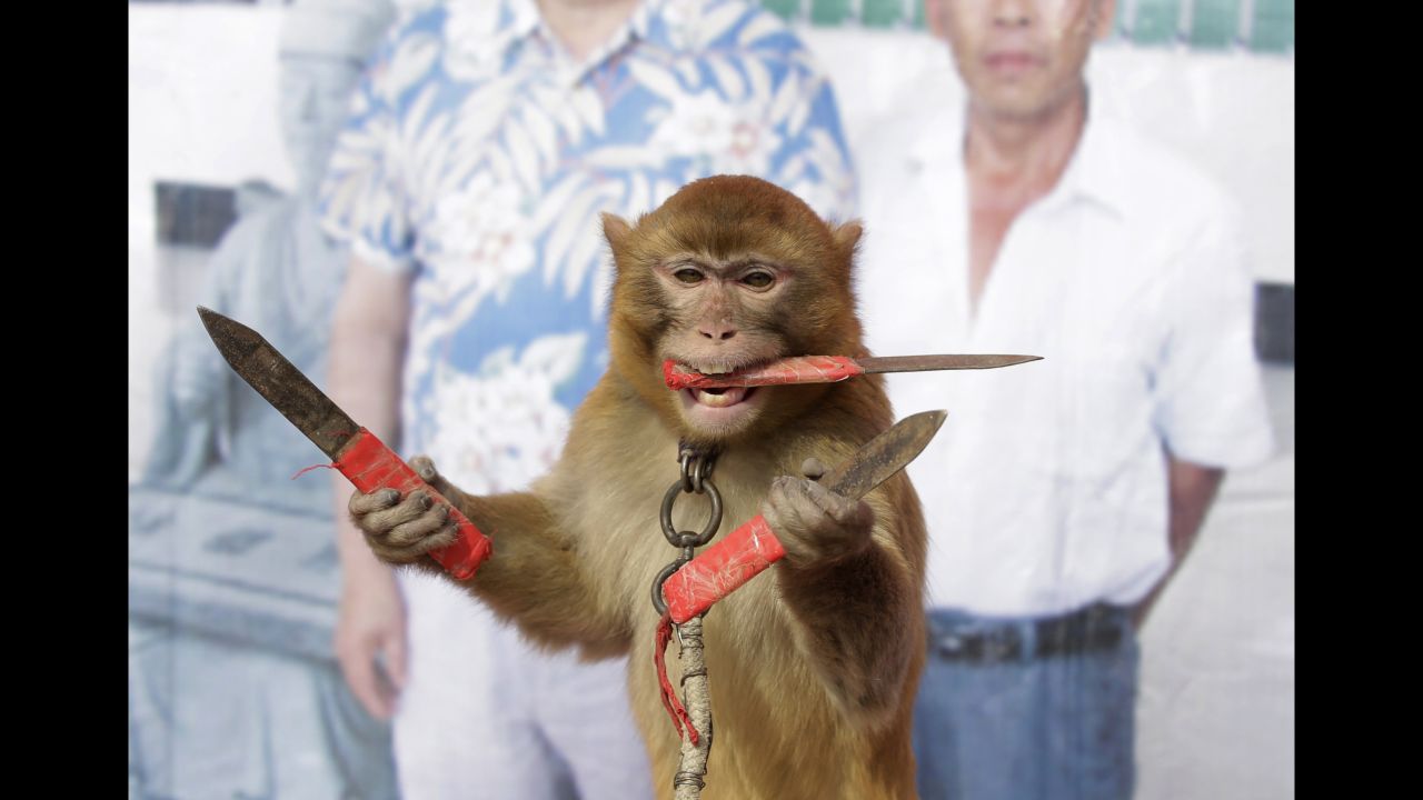 A monkey catches knives during a daily training session at a monkey farm in Baowan, China, on Tuesday, February 2. Villagers say they've been breeding and training monkeys for centuries.<br />