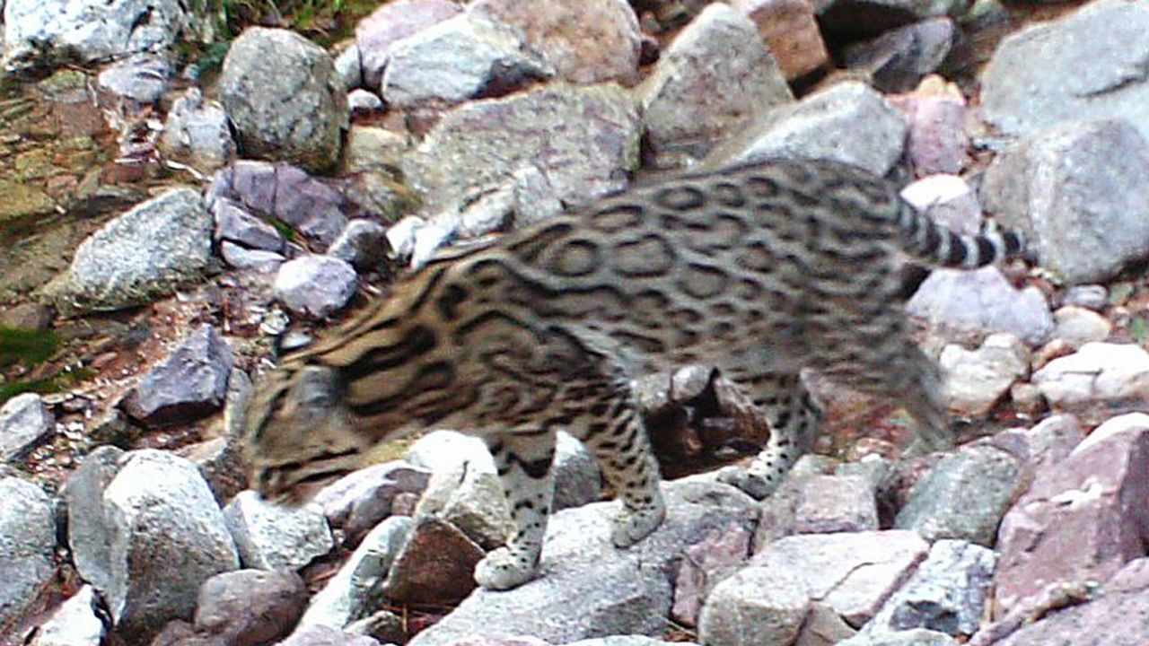 One of the three ocelots that roam in southern Arizona was captured on automatic wildlife cameras in 2014.